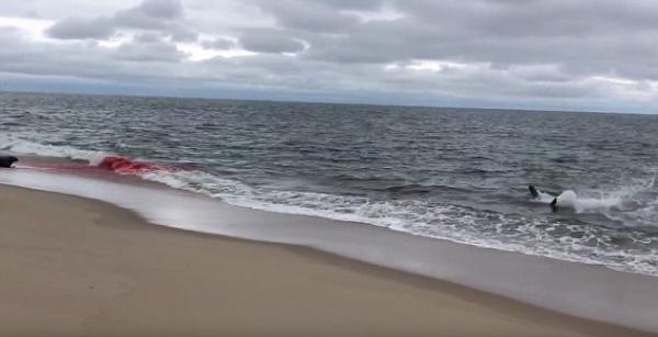 بالفيديو  .. لحظة هروب كلب بحر جريح من فكي قرش