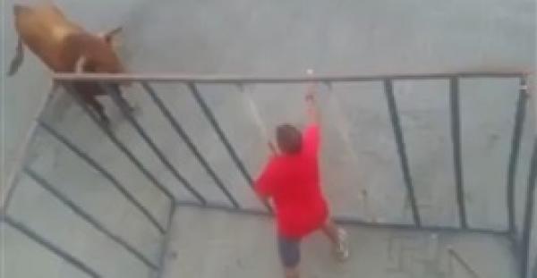 بالفيديو.. لحظة سحل «ثور» رجل أمام حشد كبير من المواطنين