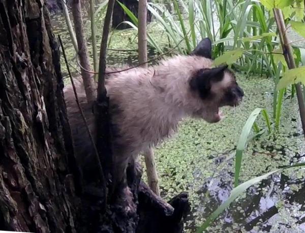 يكرس حياته لإنقاذ القطط المحتجزة فوق الأشجار بعد تقاعده