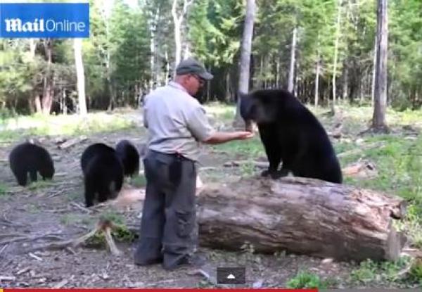 بالفيديو: كندي يصادق الدببة السوداء المفترسة منذ طفولته