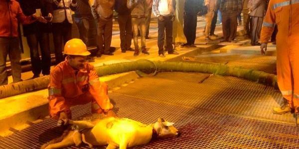 ذبح خروف على مقربة من مكان إرساء الحفارة الخاصة بحفر آبار الغاز الطبيعي بشيشاوة