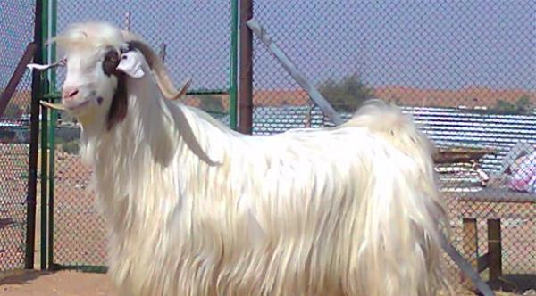 تيس يضرب عن الطعام حزناً على فراق حمار