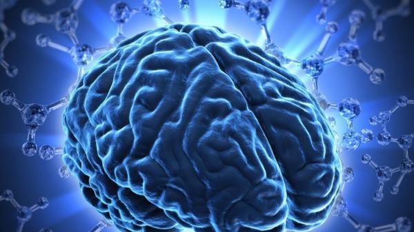 العلاقة بين التثاؤب وحجم الدماغ