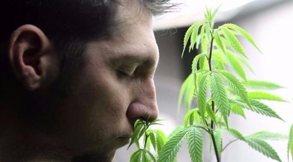 كيف يمكن أن يكون استخدام الماريجوانا أكثر أماناً؟