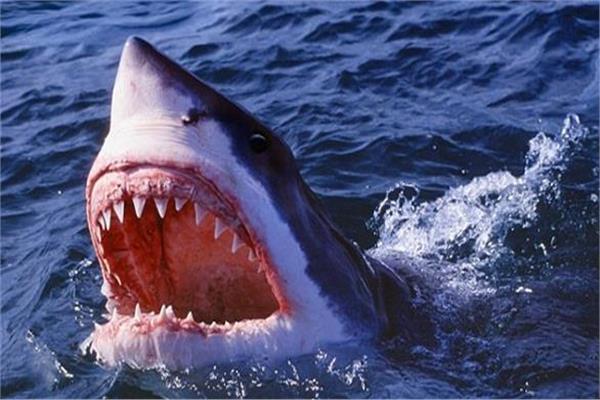 مرة أخرى.. سمكة قرش مفترسة تهاجم فتاة بالشواطئ المصرية والسلطات تخلي المنطقة