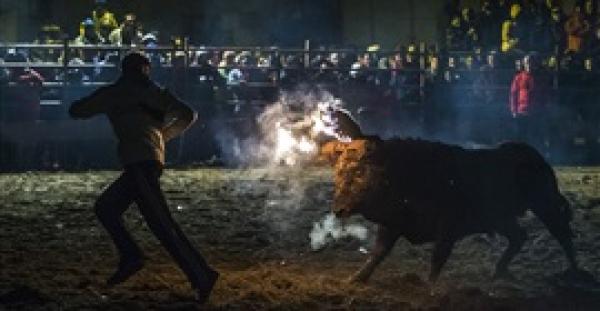 بالفيديو والصور.. حرق الثيران حية في مهرجان إسباني