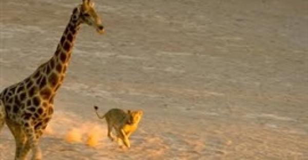 بالفيديو.. لقطات مروعة لـ 5 أسود تنقض على زرافة وتفترسها
