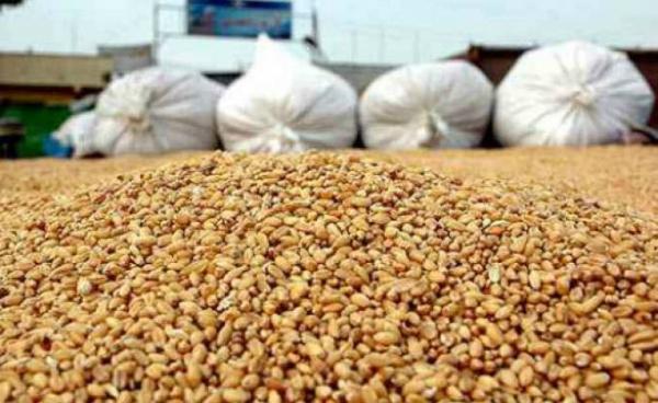 تجميع 22,1 مليون قنطار من الحبوب في نهاية مارس 2014