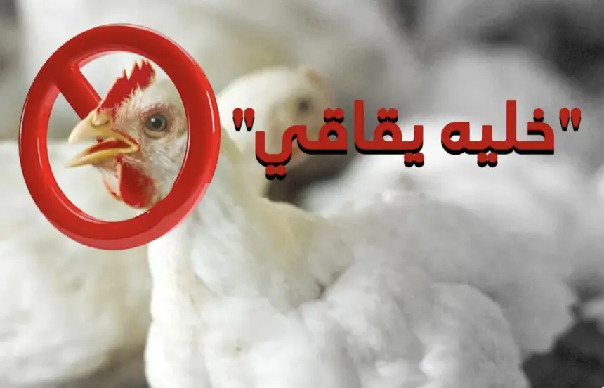 من 18 إلى 30 درهماً.. لهيب أسعار الدجاج يشعل دعوات مقاطعة واسعة في المغرب