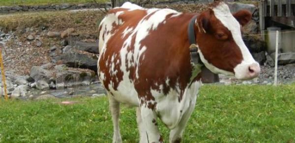 بالتفاصيل ... هذه النقاط الرئيسية لبرنامج التخفيف من آثار تأخر التساقطات المطرية