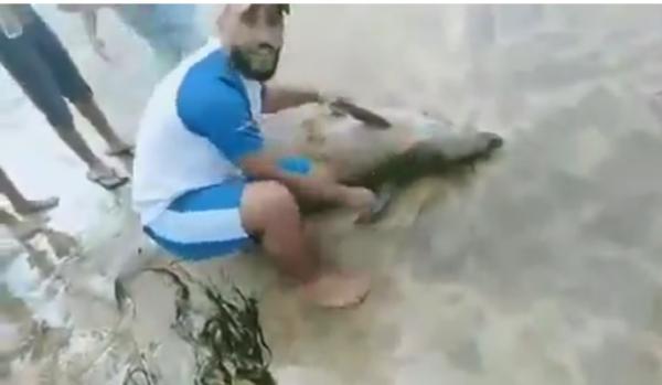 مصطافون يتسابقون نحو أخذ صورة مع دلفين لفظه شاطئ دوار الرمل