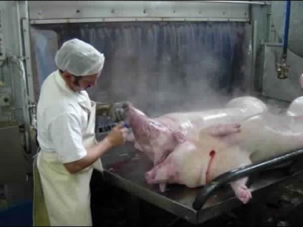 مصنع حلوى جيلاتين المستخلص من الخنزيرشاهد يا مسلم(خطير)