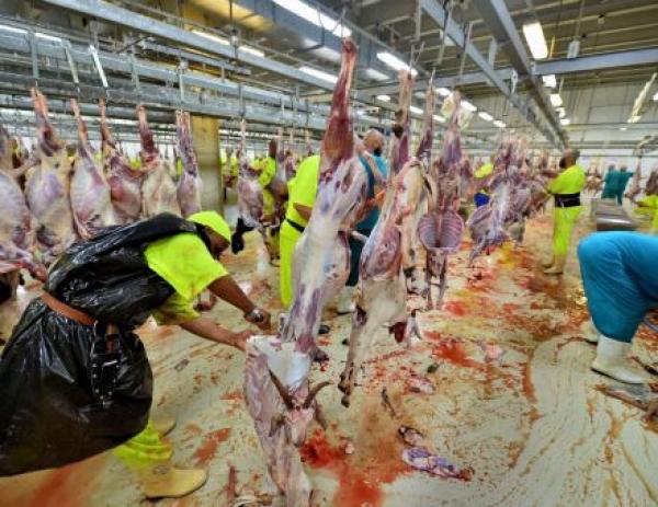 فضيحة : شوفو كفاش كيذبحو أضاحي الحجاج بالسعودية (فيديو صادم)