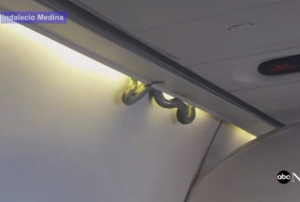 بالفيديو: ثعبان يثير الفزع على متن طائرة ركاب