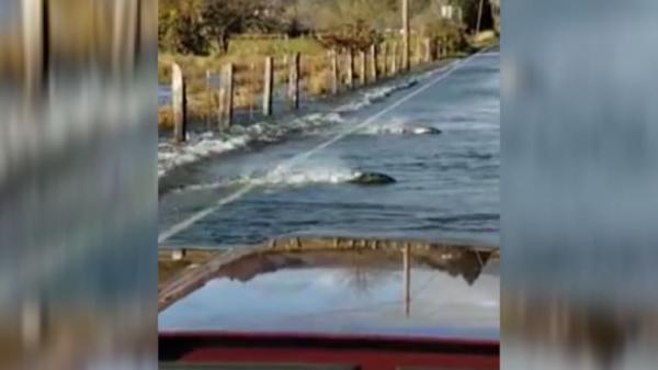 أغرب من الخيال: عبور سرب من الاسماك يتسبب في توقف حركة السير(فيديو)