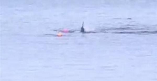 بالفيديو  .. إنقاذ راكب "كاياك" من هجوم مروع لقرش