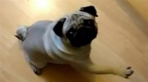 بالفيديو: محاكمة رجل علّم كلبه أداء التحية النازية