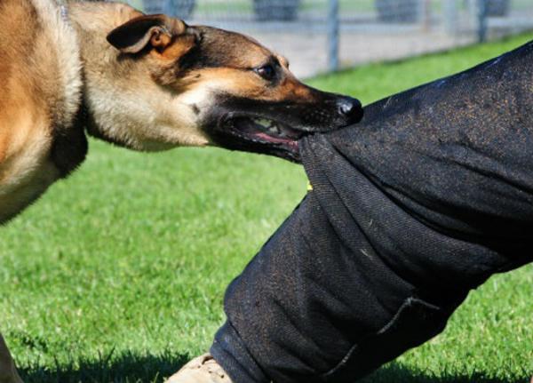 عضة كلب ترسل طفلا بأكادير إلى القبر وتستنفر السلطات بالمنطقة لتلقيح 50 طفلا