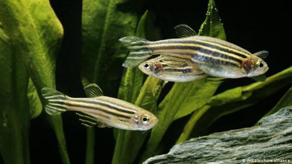 مثل الإنسان ..الأسماك تملك القدرة على مواساة بعضها