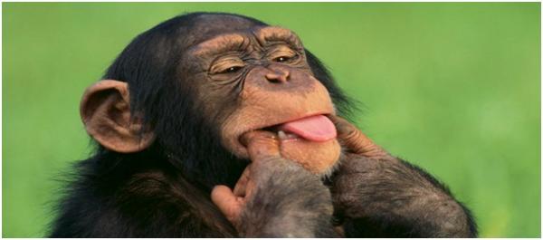 هادي جديدة... اكتشاف قرود تسكر على الكحول في إفريقيا