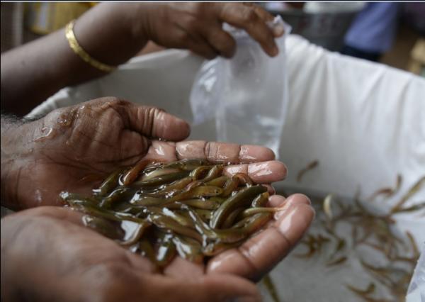 في الهند ..يعالجون الربو بابتلاع سمكة حية!