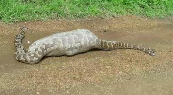 بالفيديو: ظبي يقتل ثعباناً ضخماً وهو داخل معدته