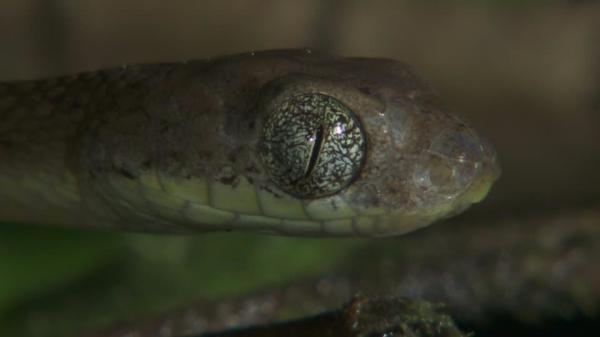 شاهد .. نوع جديد من الثعابين بعيون قط ولون مختلط