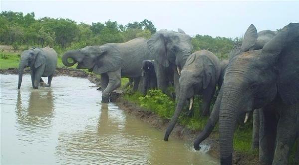 مالي تستعين بكلاب لإنقاذ الأفيال من الصيد غير المشروع