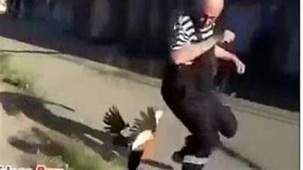 بالفيديو.. بطتان تهاجمان سائحًا دفاعًا عن صغارهما