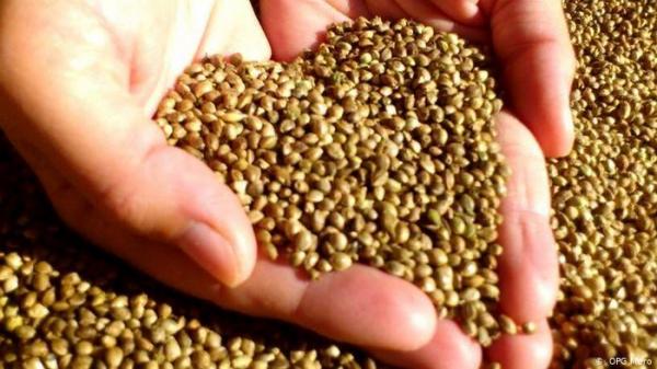 "المعجزة الخضراء".. تعرف على فوائد القنب الهندي