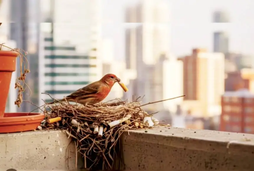 أعقاب السجائر داخل الأعشاش.. حيلة غير متوقعة لحماية الفراخ