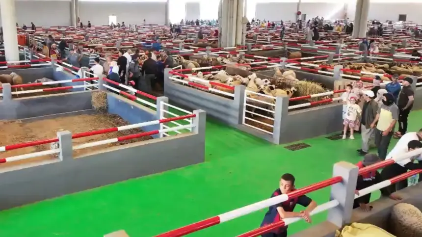 وفرة في العرض..سوق الأغنام بمدينة العيون يشهد إقبالا وتنوعا في أضاحي العيد وسط ارتياح من المواطنين