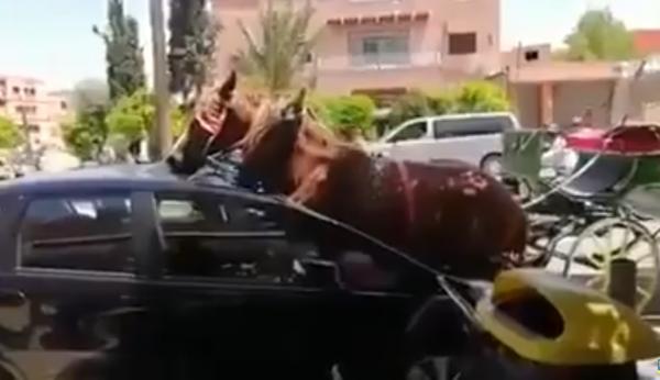 حادث اصطدام بين حصان عربة "الكوتش" وسيارة صغيرة