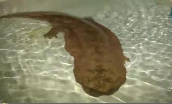 بالفيديو: العثور على حيوان برمائي من عصر الديناصورات