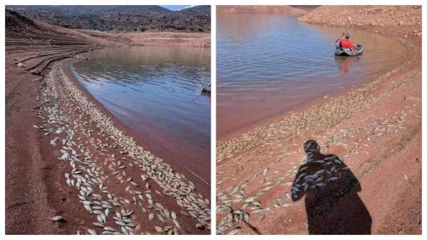 وكالة الحوض المائي ام الربيع توضع ملابسات نفوق أعداد هائلة من الأسماك بسد الحسن الأول