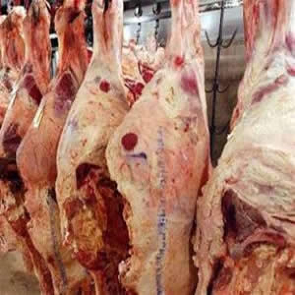 تجار اللحوم ينتفضون ضد مروجي الذبيحة السرية بالبيضاء  