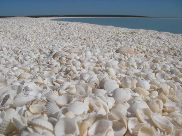 بالفيديو: شاطئ مغطى بالكامل بالأصداف بدل الرمال