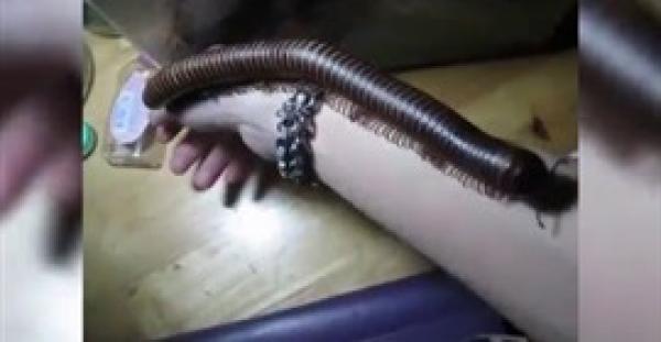 بالفيديو.. رجل يسمح لدودة عملاقة بالتسلق على ذراعه