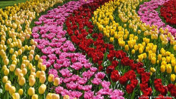 هل تعلم أن غرامة قطف زهرة تصل إلى 50 ألف يورو في ألمانيا!