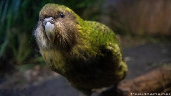 كاكابو: الببغاء الوحيد الذي لا يمكنه الطيران يفوز للمرة الثانية بلقب "طائر العام"