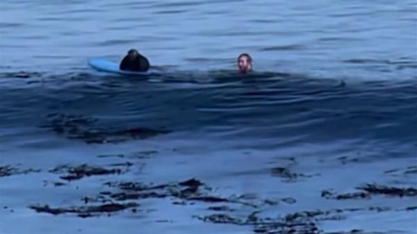 حيوان يسرق لوحة من راكب أمواج في وسط المحيط (فيديو)