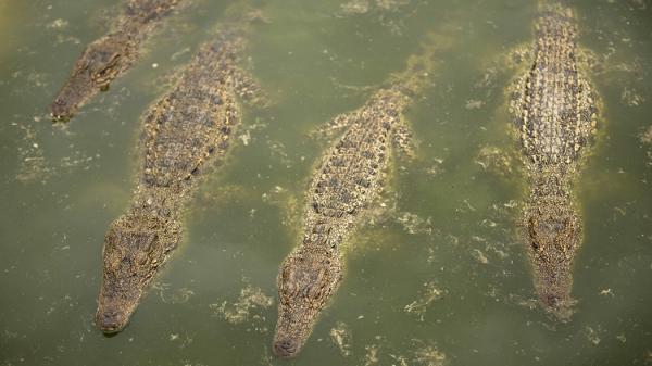 اختفاء عشرات الركاب بعد تحطم قاربهم في مستنقع للتماسيح