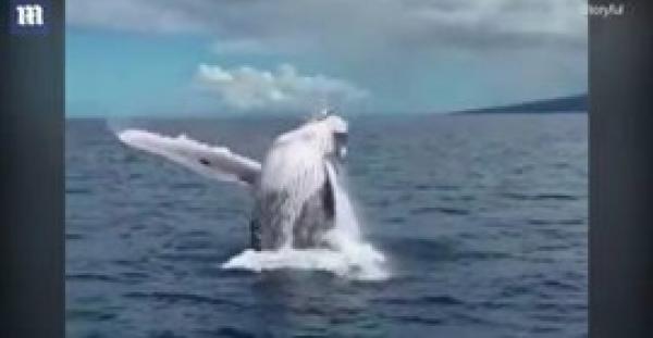 بالفيديو والصور.. حوت عملاق يثير رعب ركاب قارب