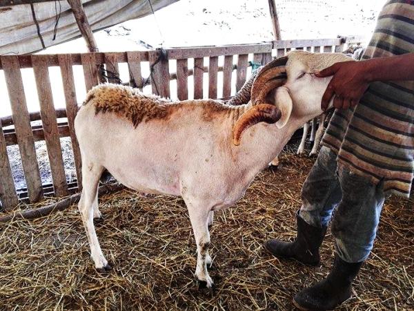 حالة نادرة بالمغرب : كبش يقل عمره عن 4 سنوات تزاوج مع 130 نعجة و أنجنب منها 260 خروفا ( الفيديو )‏