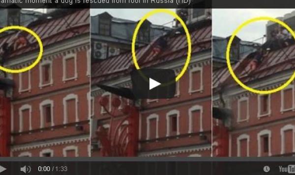بالفيديو: رجل شجاع ينقذ كلباً محتجزاً على سطح بناء ‏