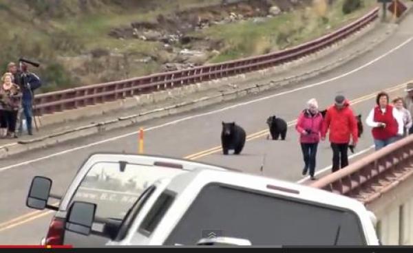 بالفيديو: عائلة من الدببة تلاحق السياح بالقرب من حديقة عامة