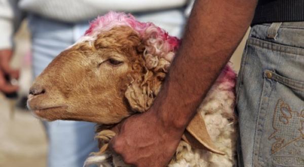 قُبيل عيد الأضحى.. ضائقة مالية تدفع رجلا مسنا لوضع حد لحياته بطريقة مأساوية