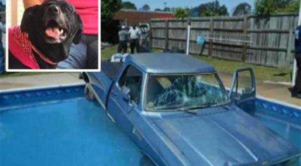 كلب يقود سيارة صاحبه إلى بركة السباحة