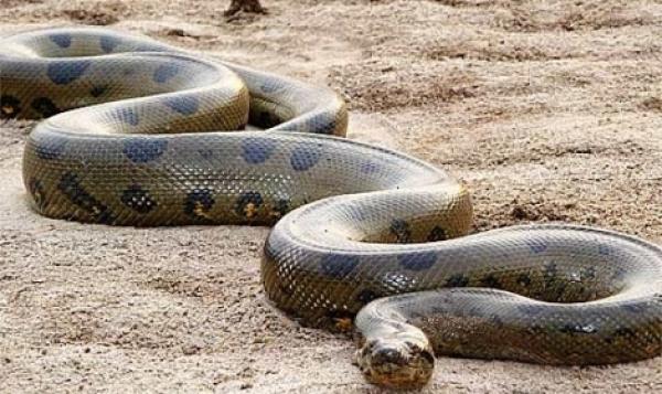 أفعى سيدي بوزيد الضخمة تستنفر الوقاية المدنية وانطلاق عملية التمشيط