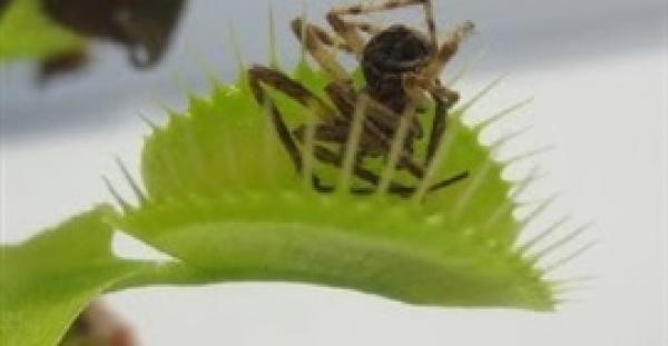 بالفيديو.. نبتة تتغذى على الحشرات بطريقة مفترسة